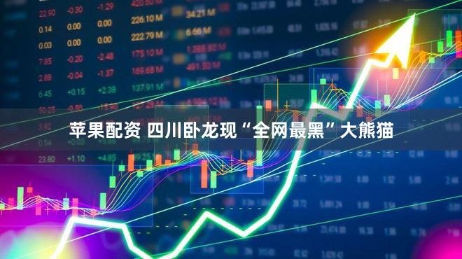 苹果配资 四川卧龙现“全网最黑”大熊猫